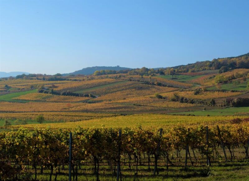 vienna-full-day-vienna-woods-wine-tasting-tour
