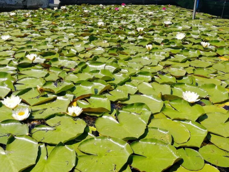 vienna-guided-kayaking-tour