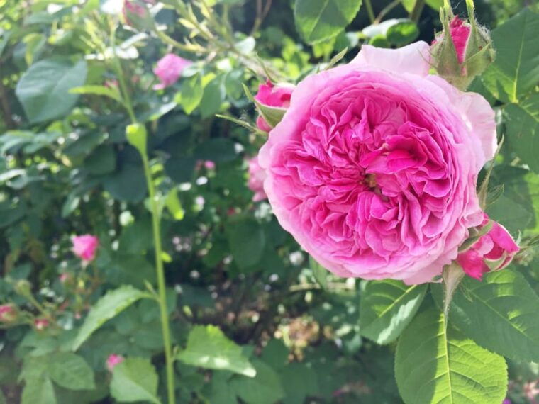 vienna-klimt-villa-gustav-klimt-atelier-entry-ticket