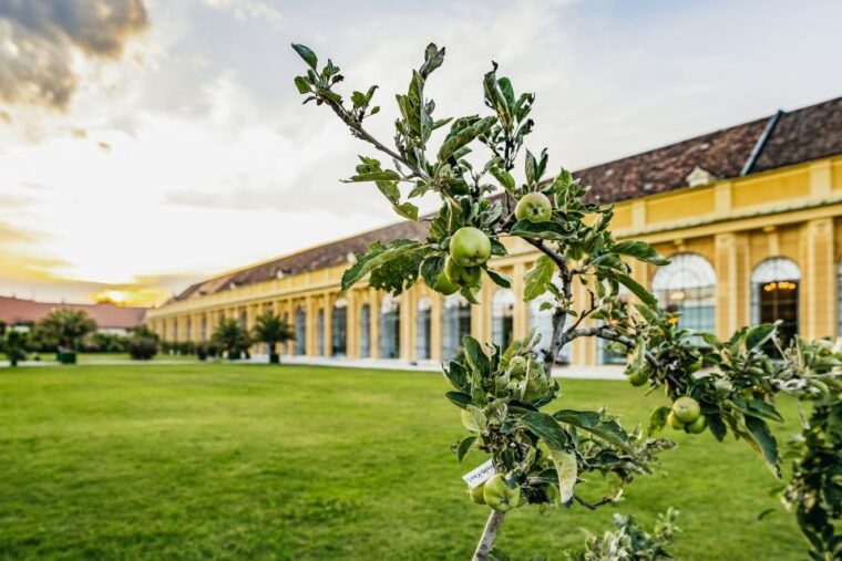 vienna-mozart-and-strauss-concert-in-schoenbrunn