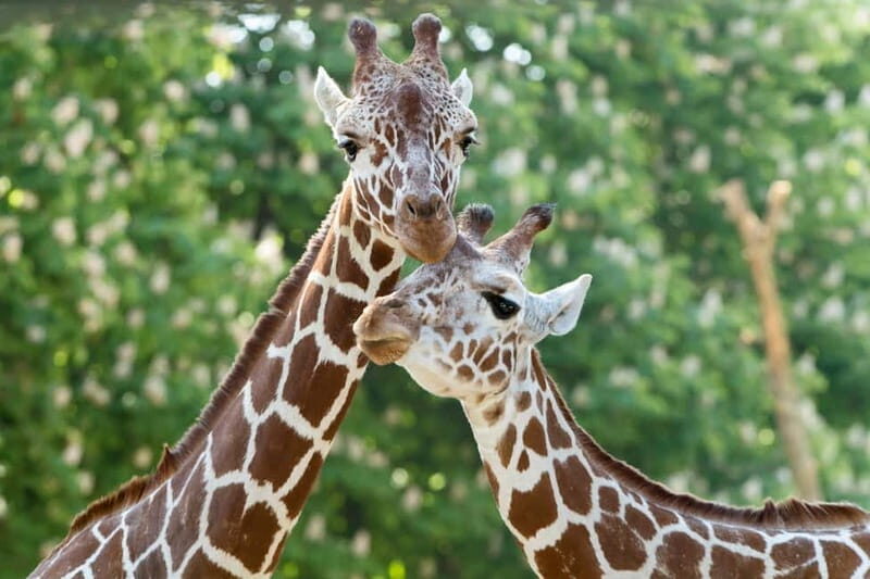 Vienna: Skip-the-line Tickets for Schönbrunn Zoo - Exploring the Schönbrunn Zoo: A Blend of History and Wildlife