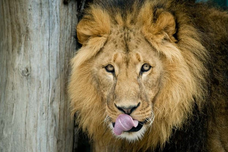 Vienna: Skip-the-line Tickets for Schönbrunn Zoo - Facilities, Food, and Comfort