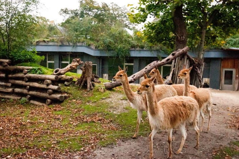 Vienna: Skip-the-line Tickets for Schönbrunn Zoo - The Experience of Visiting During Different Weather Conditions