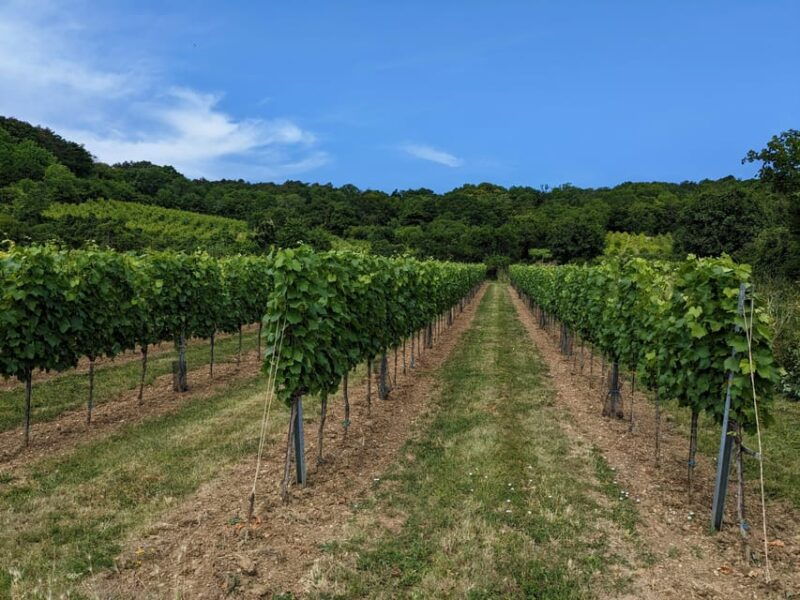 vienna-small-group-wine-tasting-tour