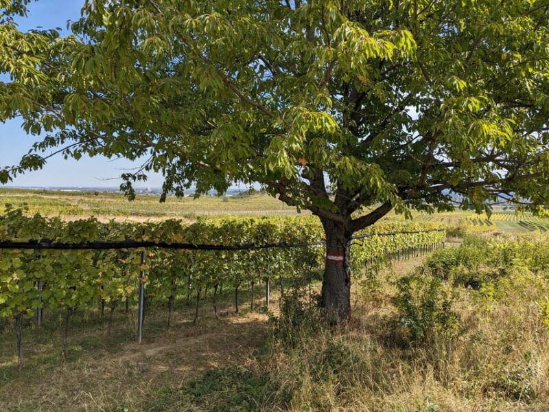 vienna-small-group-wine-tasting-tour