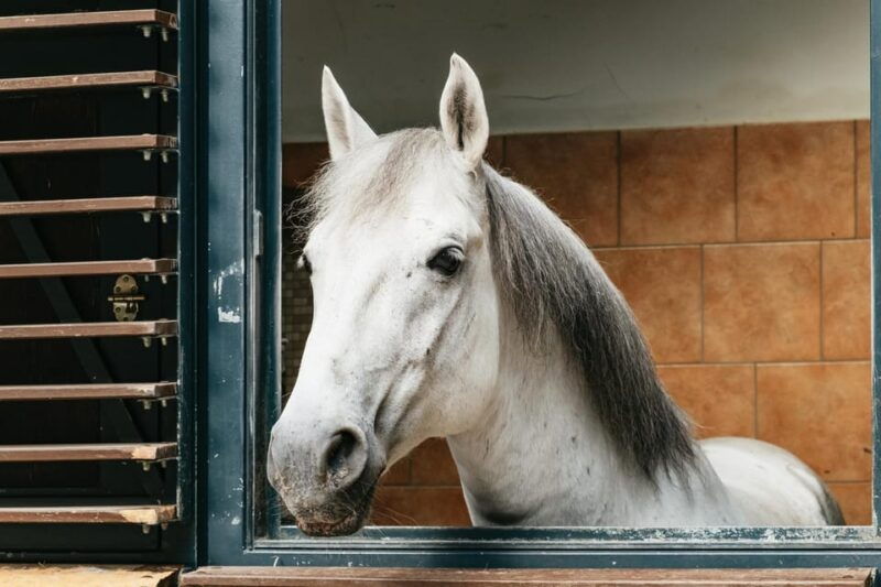 vienna-spanish-riding-school-stables-guided-tour