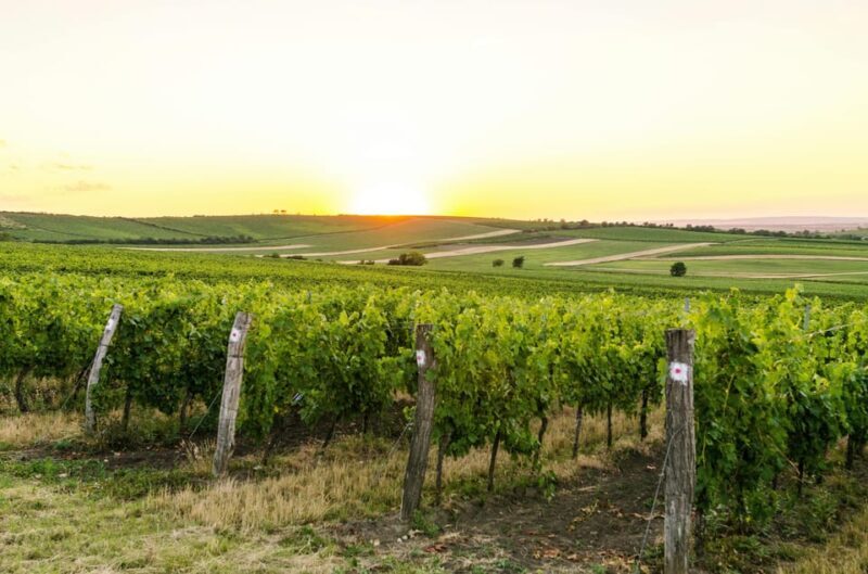 Vienna: Surroundings Sip & Savor Tour - A Quick Look at What This Tour Offers