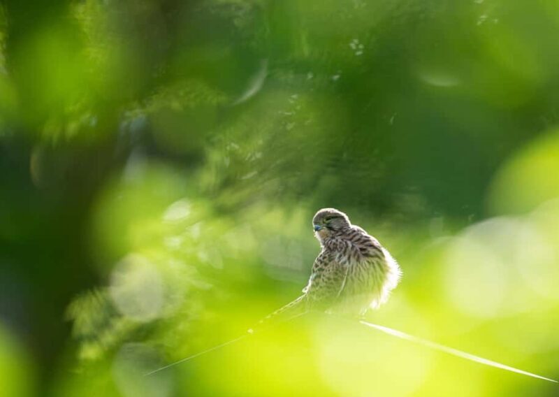 Vienna: Urban Birding  Guided bird watching tour in the big city! - What to Expect from the Urban Birding Experience