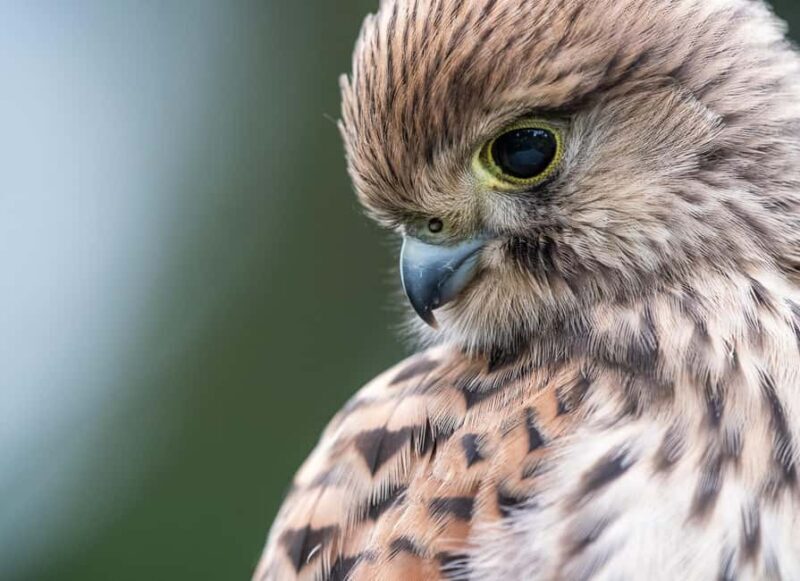 Vienna: Urban Birding  Guided bird watching tour in the big city! - The Guides: Knowledgeable and Passionate