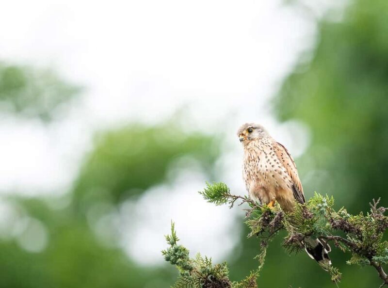 Vienna: Urban Birding  Guided bird watching tour in the big city! - Who Should Join This Tour?