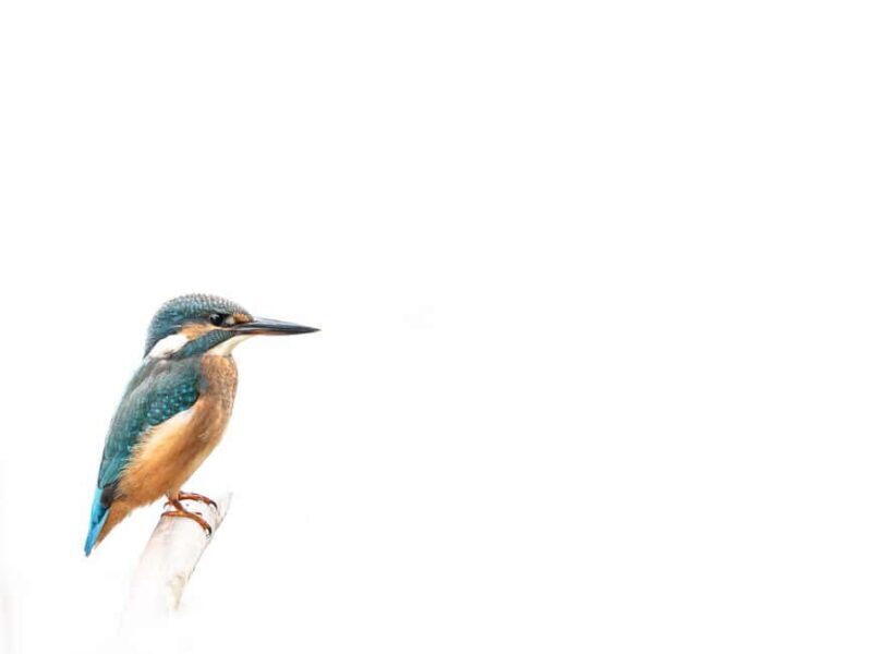 Vienna: Urban Birding  Guided bird watching tour in the big city! - Final Thoughts