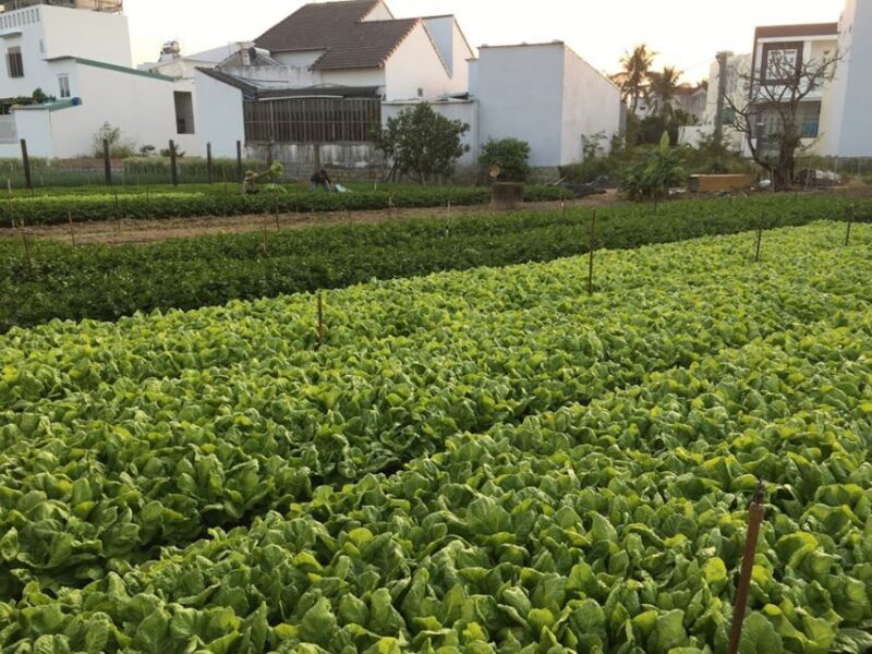 Viet Garden Cooking Class (Countryside and Market tour) - Introduction: What’s This Tour All About?