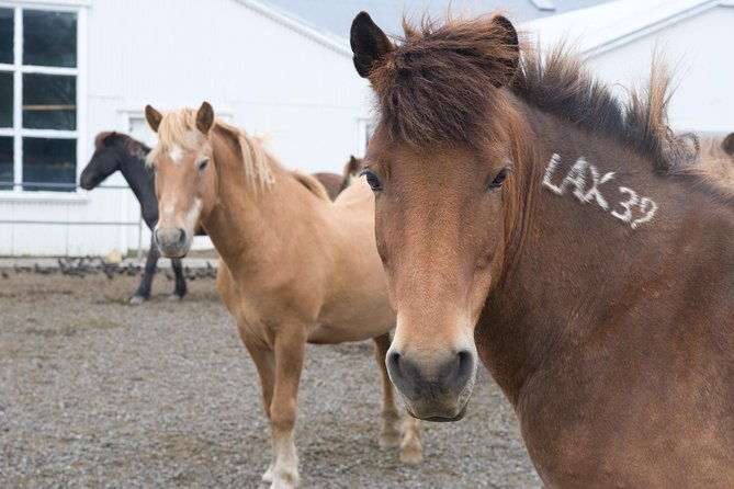 viking-horse-riding-and-golden-circle-tour-from-reykjavik