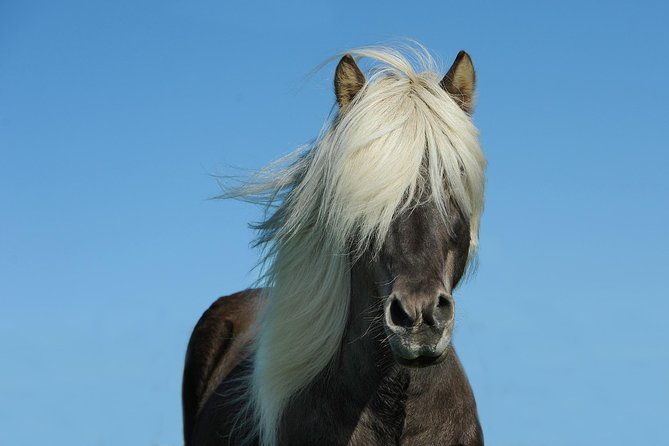 viking-horse-riding-and-golden-circle-tour-from-reykjavik
