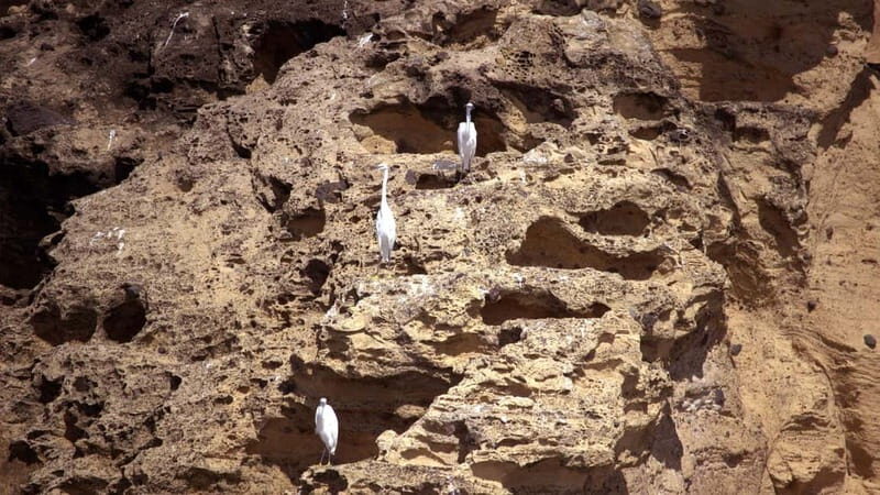 Vila Franca Islet: Inside Guided Natural Reserve Geo Tour - Key Points