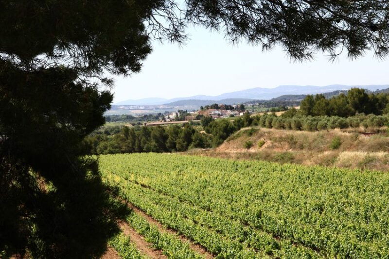vilafranca-del-penedes-winery-visit-with-tastings