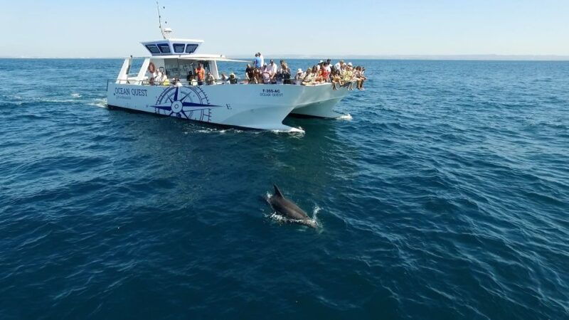 vilamoura-boat-tour-dolphin-quest