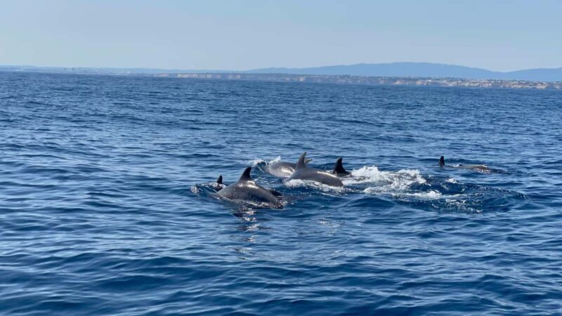 Vilamoura: Private boat Marine Wildlife Watching Safari - Key Points