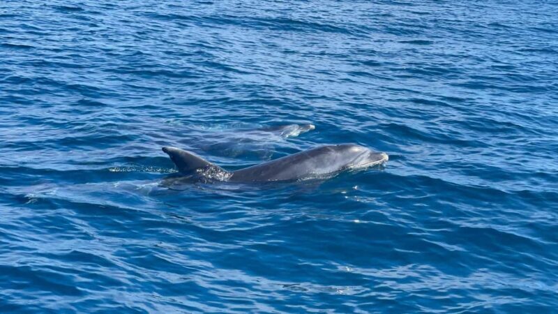 Vilamoura: Private boat Marine Wildlife Watching Safari - The Experience: What to Expect from Your Marine Safari