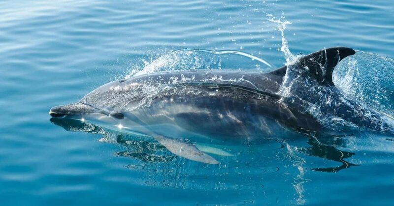 Vilamoura: Private boat Marine Wildlife Watching Safari - Who Should Book This Tour?