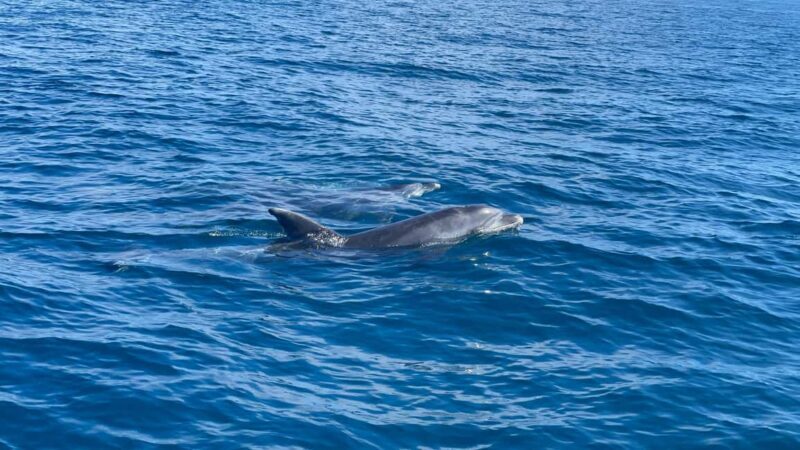 Vilamoura: Private Boat Tour Benagil Cave and Marinha Beach - FAQ
