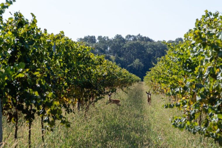 villa-bogdano-1880-guided-winery-tour-and-tasting