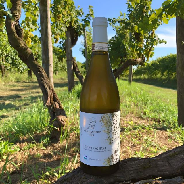 villa-bogdano-1880-guided-winery-tour-and-tasting