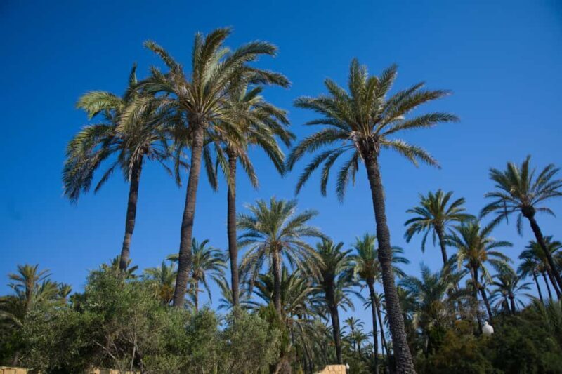 Village Street Market: Santa Pola - Key Points