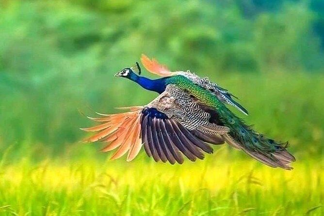 Village tour Sigiriya Rock, Pidurangala Rock and Dambulla temple - Key Points