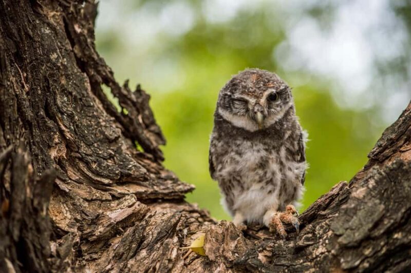 Village, Wildlife & Birds Watching Tour from Hambantota Port - Key Points