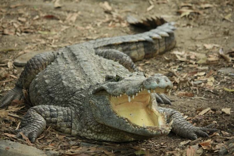 Village, Wildlife & Temple Visit Tour from Hambantota Port - A Detailed Look at What You Can Expect