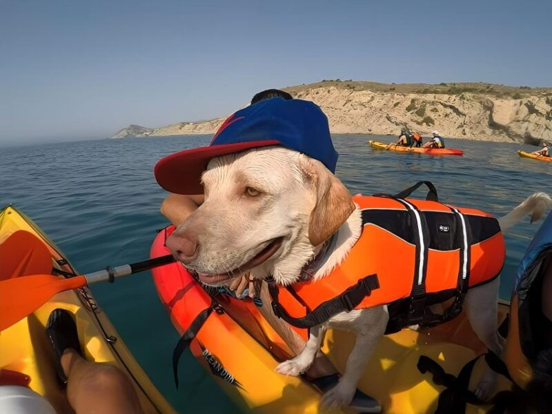 villajoyosa-kayaking-with-the-mans-best-friend-your-dog