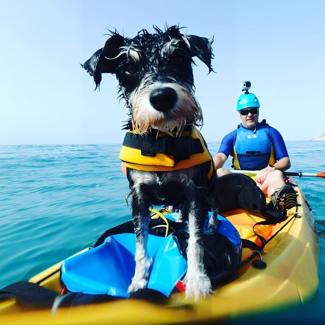 villajoyosa-kayaking-with-the-mans-best-friend-your-dog