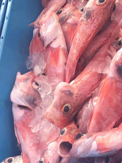 villajoyosa-seafood-route-and-fish-auction