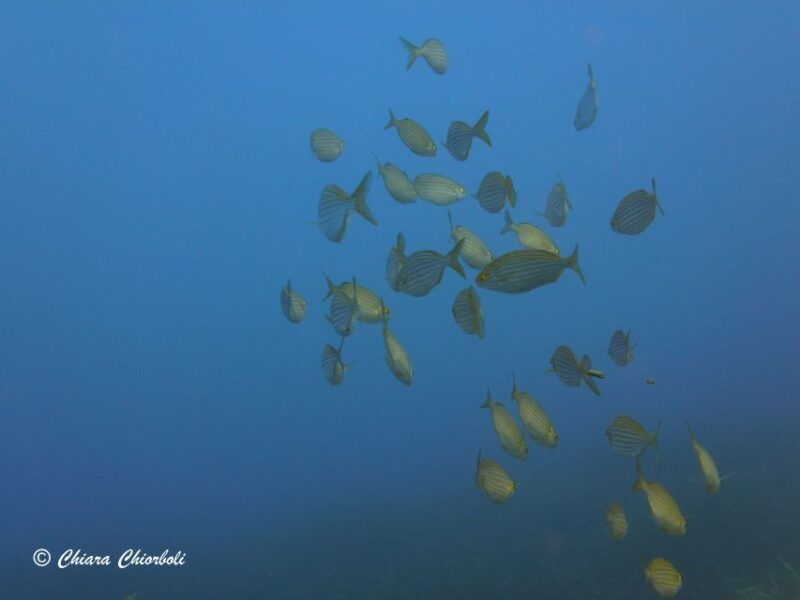 villasimius-capo-carbonara-boat-and-snorkeling-tour