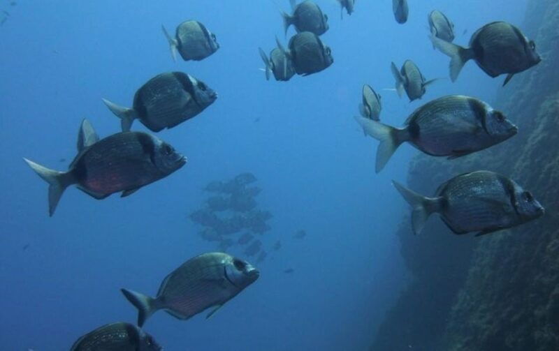 villasimius-capo-carbonara-boat-and-snorkeling-tour