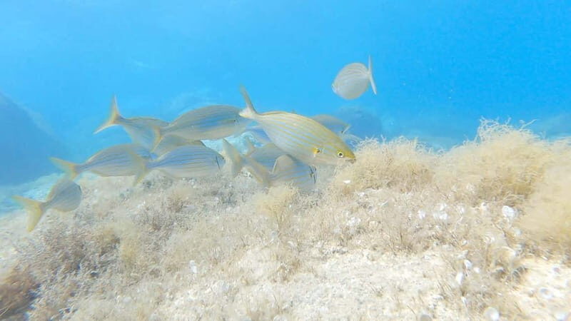 Villasimius: Capo Carbonara First Time Dive with Instructor - Wildlife and Scenery
