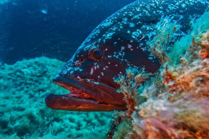 Villasimius: Capo Carbonara Marvellous Guided Dive - Key Points