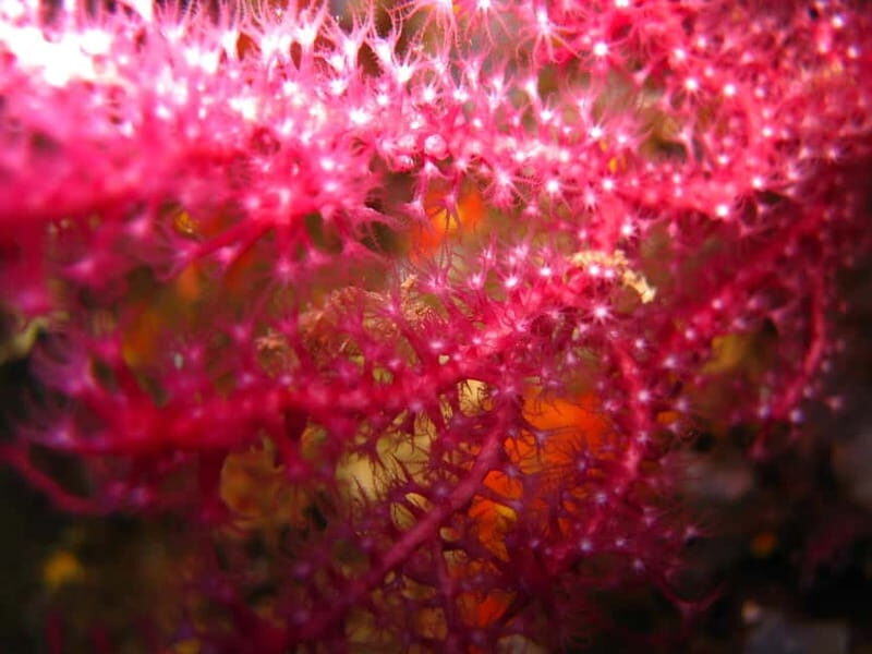 Villasimius: Capo Carbonara Marvellous Guided Dive - What to Expect from the Experience