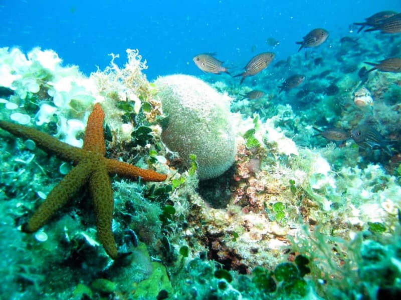 Villefranche-sur-Mer: Experience an introduction to scuba diving - Value and Practicalities