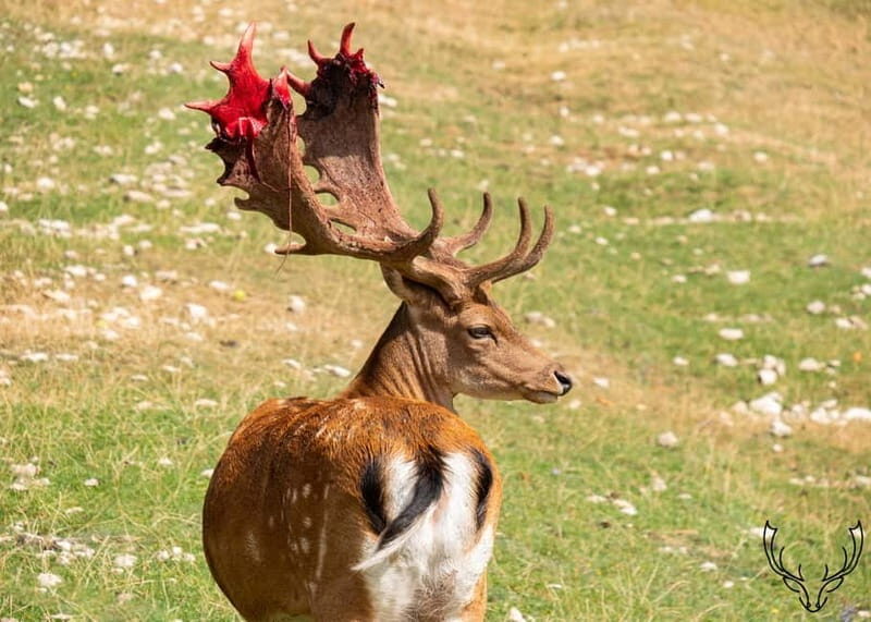 Villetta Barrea: Fallow Deer Park Guided Tour - An In-Depth Look at the Fallow Deer Park Tour