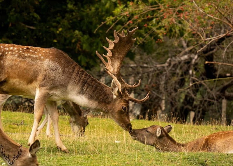 Villetta Barrea: Fallow Deer Park Guided Tour - Final Thoughts