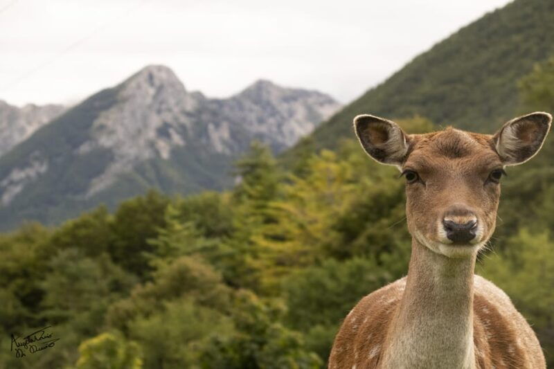 villetta-barrea-fallow-deer-park-guided-tour-with-feeding