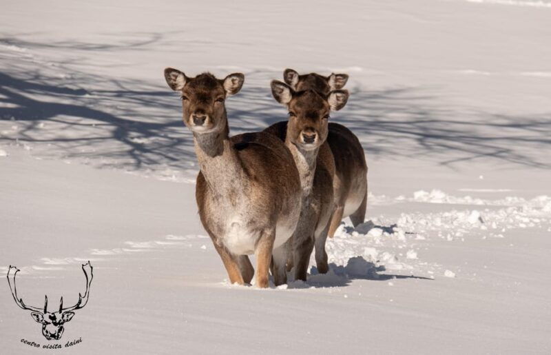 villetta-barrea-fallow-deer-park-guided-tour-with-feeding