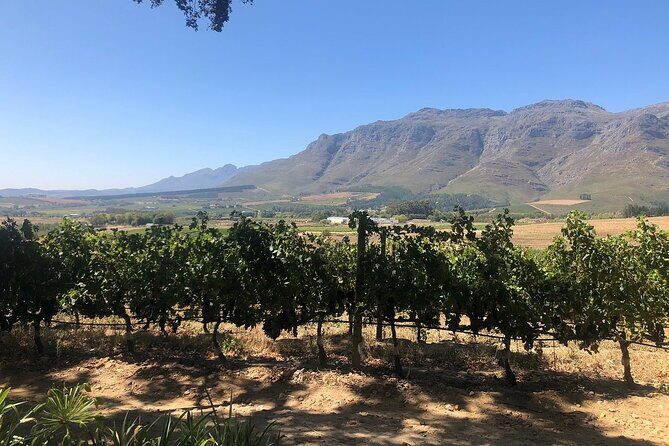 Vine Hopper: Hop-On Hop-Off Wine Tour - Northern Route - FAQ