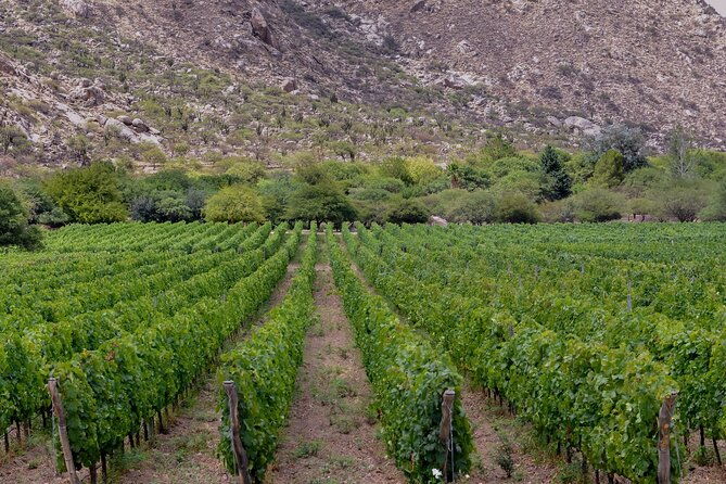 vineyard-elegance-a-mendoza-wine-odyssey