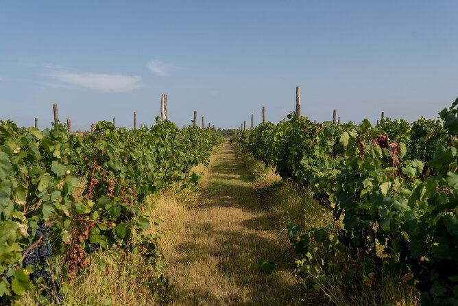 vineyard-elegance-a-mendoza-wine-odyssey