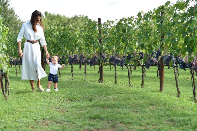 vineyard-escape-walk-lunch-and-wine-tasting