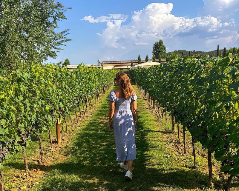 vineyard-escape-walk-lunch-and-wine-tasting
