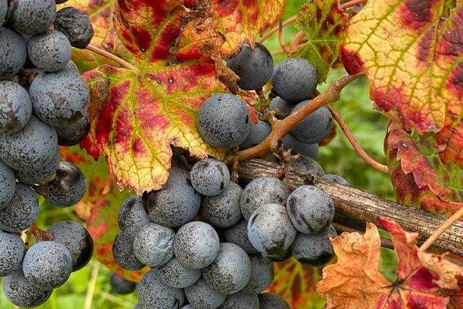 vineyard-experience-in-pozzuoli